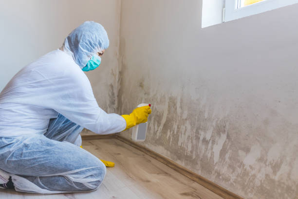 Licensed Basement Mold Removal service in West Chicago, IL - WQB Mold Removal