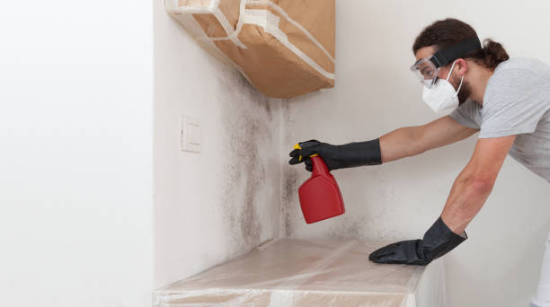 Professional Basement Mold Removal technician working in West Chicago, IL