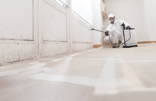 24/7 Emergency Basement Mold Removal experts in West Chicago, IL