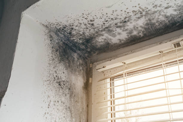 Affordable Basement Mold Removal solutions in West Chicago, IL