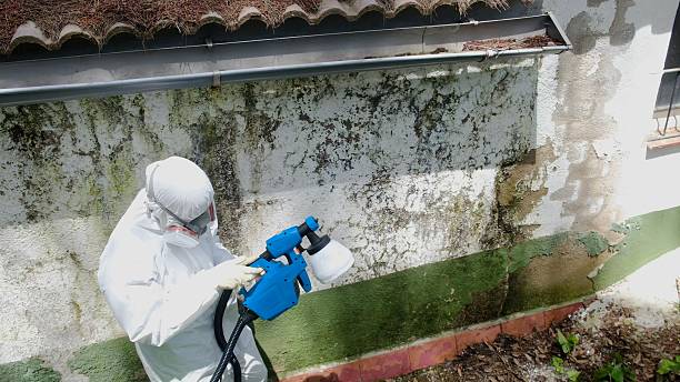Top rated local Basement Mold Removal specialists in West Chicago, IL